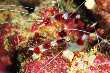 Banded Boxing Shrimp (Stenopus hispidus), Red Sea Egypt.の写真素材