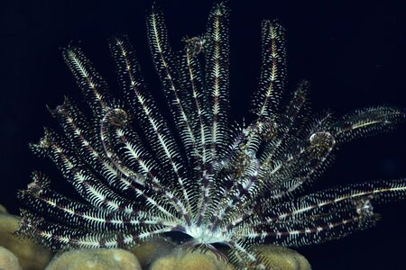 Feather crinoid (Oligometra serripinna) at night, Red Sea Egypt.の写真素材