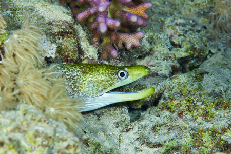 Undulated moray (Gymnothorax undulatus), in the Red Sea, Egypt.