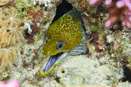 Undulated moray (Gymnothorax undulatus), in the Red Sea, Egypt.の写真素材