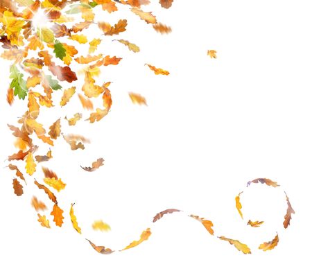 Autumn oak leaves falling down on white background.の写真素材