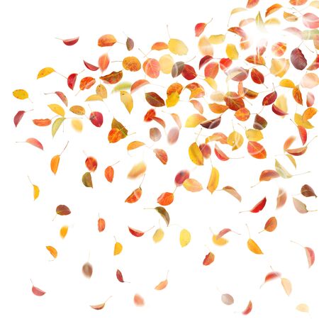 Autumn pear leaves, on white background.の写真素材