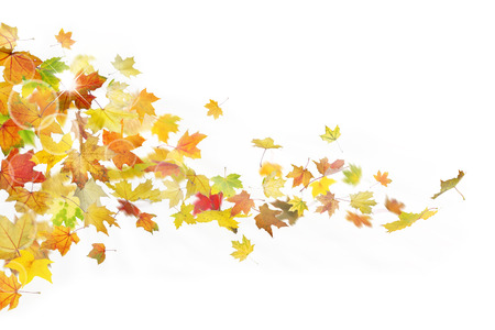 Autumn maple leaves falling down on white background.の写真素材