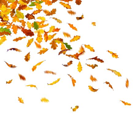 Autumn oak leaves falling down on white background.の写真素材