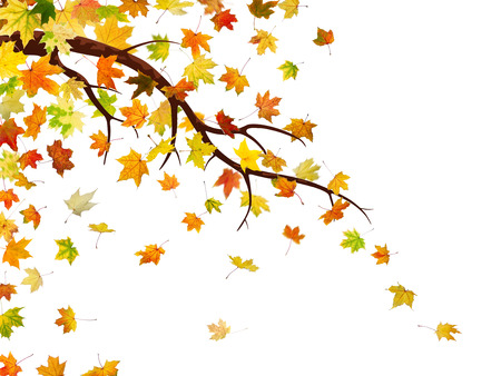 Branch with autumn maple leaves, isolated on white background.の写真素材