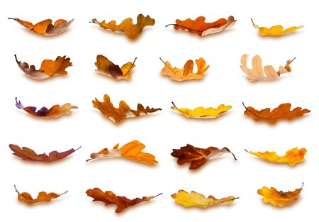 Collection of falling autumn oak leaves, isolated on white background.の写真素材