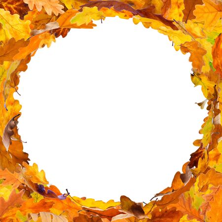 Autumn oak leaves frame in circle shape, isolated on white background.の写真素材