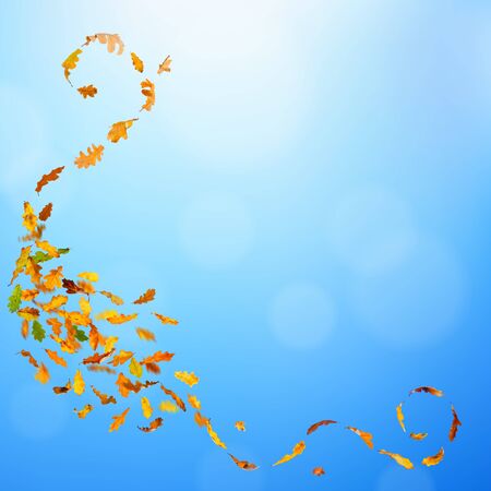 Autumn oak leaves falling down on natural background.の写真素材