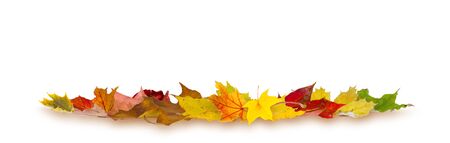 Colorful autumn maple leaves lying on white background.の写真素材
