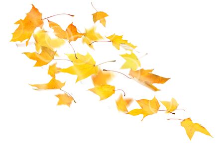 Autumn yellow maple leaves falling down on white background.の写真素材