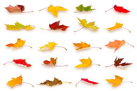 Collection of falling autumn maple leaves, isolated on white background.の写真素材
