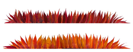 Colorful autumn leaves frame, isolated on white background.の写真素材