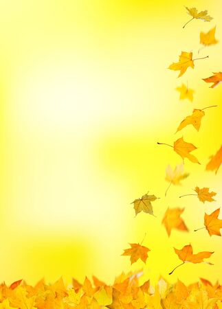 Falling autumn yellow maple leaves, isolated on natural background.の写真素材