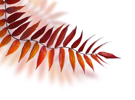 Autumn branch Rhus typhina on white background.の写真素材