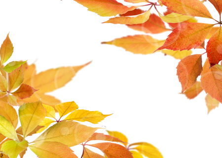 Autumn background with colorful leaves.の写真素材