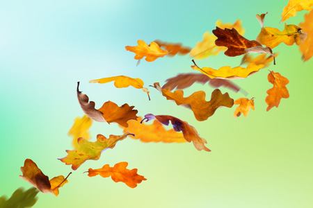 Falling autumn oak leaves on natural background.の写真素材