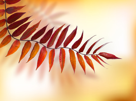 Autumn branch Rhus typhina on natural background.の写真素材