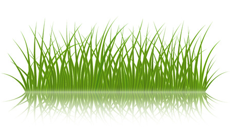 High quality green grass on white background, vector illustration.のイラスト素材