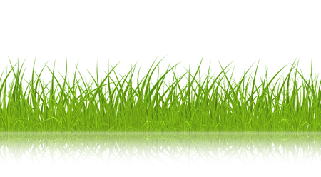 High quality green grass with reflection on white background, seamless vector illustration.のイラスト素材