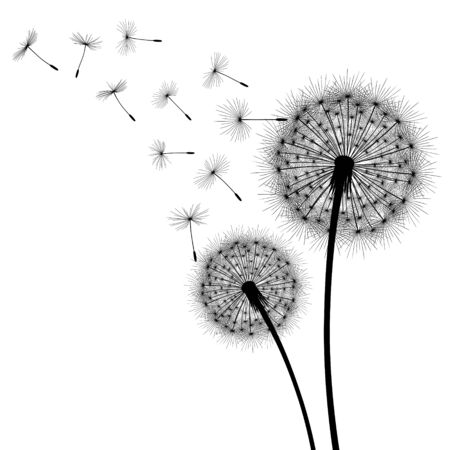 Abstract background with silhouette dandelion flower and seeds, vector illustration.のイラスト素材
