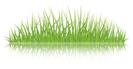 High quality green grass with reflection on white background, vector illustration.のイラスト素材