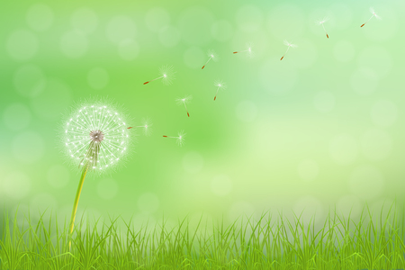 Abstract spring  background with dandelion flower and grass, vector illustration.のイラスト素材