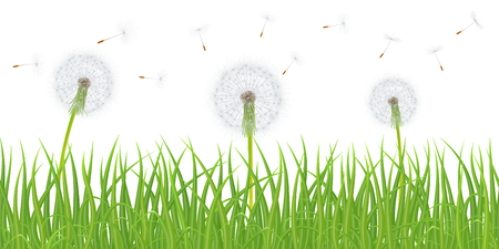 High quality green grass with dandelion flowers on white background, vector illustration.のイラスト素材