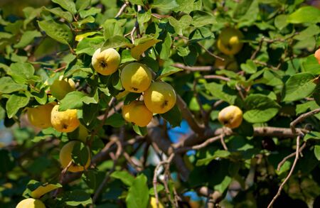 Yellow quinces on a tree in autumn  Blue sky is visible through green leaves の写真素材