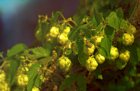 Close-up of hop cones with colorful bug sitting on                  