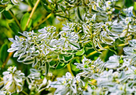 White flowers on green backgroundの写真素材