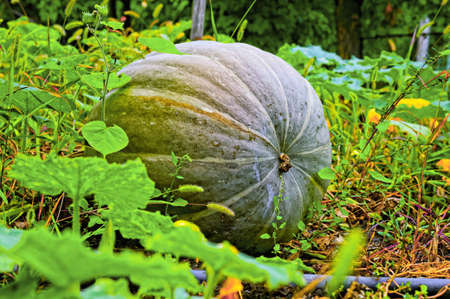 Pumpkin in kitchen gardenの写真素材