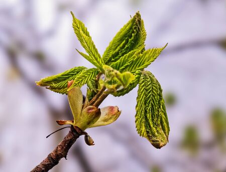 Young tree buds. Shallow DOF closeup viewの写真素材