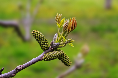Young tree buds. Shallow DOF closeup viewの写真素材