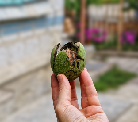 Ripe walnut with cracked shell in hand