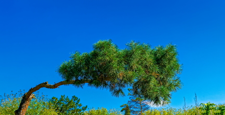 crooked pine against bright blue sky backgroundの写真素材