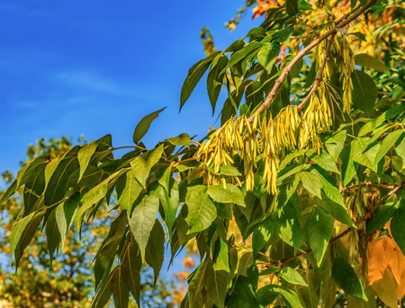 Ash tree seeds autumn view