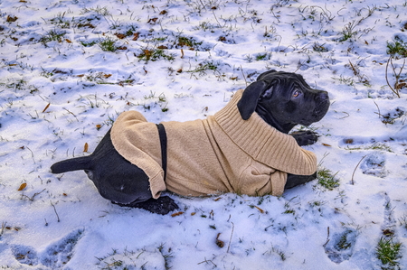 Black puppy in white sweater lying on the snowの写真素材
