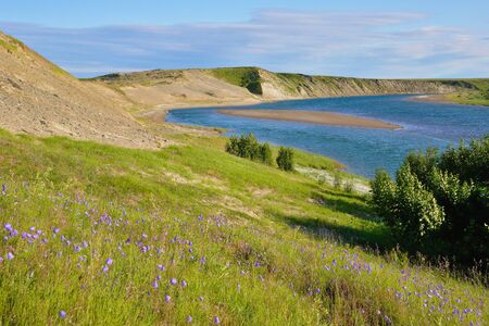 Summer flowering tundra landscape. Yamal peninsula, Russia.の写真素材