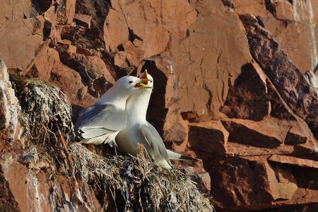 Two seagulls (Black-legged kittiwake, Rissa tridactyla) fight in the nest. The scene is illuminated by sunset light. The bird colony on the rocks in the White Sea, Russia.の写真素材