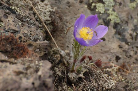 Mosquitoes on the flower of Pulsatilla patens (syn. Anemone patens) growing on the ancient lava flow. Kamchatka Peninsula, Russia.の写真素材