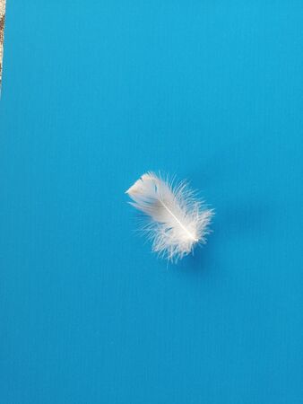 white fluffy feather with real natural lightの写真素材