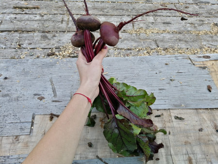 Fresh ripe bunch of young beet harvest in hand on a wooden surface background