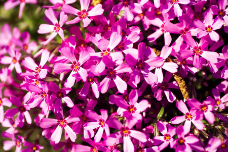 Floral background of small petals pink flowersの写真素材
