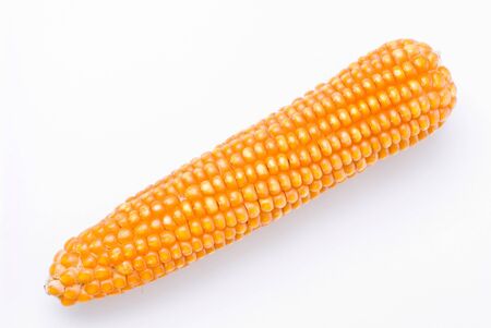 Isolated yellow corn cob on white backgroundの写真素材