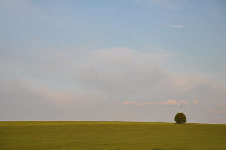 Scenic peaceful landscape with green grass and lonely treeの写真素材