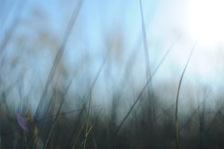 Green nature background with sky, sun,grassの写真素材