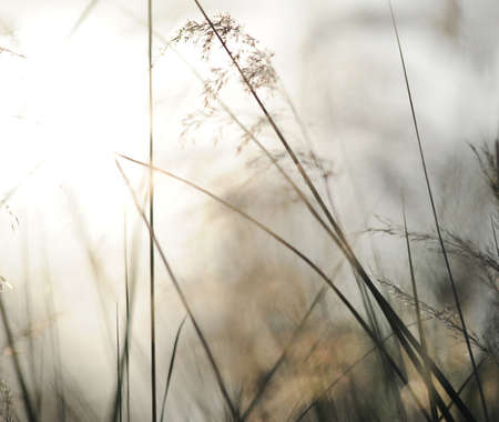 Green nature background with sky, sun,grassの写真素材
