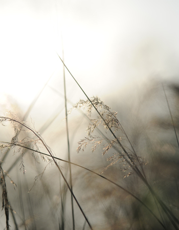 Nature background with sky, sun and grassの写真素材