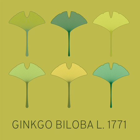 Vector illustration of a ginkgo biloba leaf using sacred geometry method. Vector set of ginkgo biloba.のイラスト素材