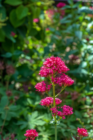 Purple flowers of centranthus ruber. Also called red valerian, spur valerian, kiss-me-quick, fox's brush, devil's beard and Jupiter's beard.の写真素材